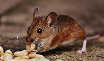 24 Hour & Emergency Exterminators in Belleview, VA